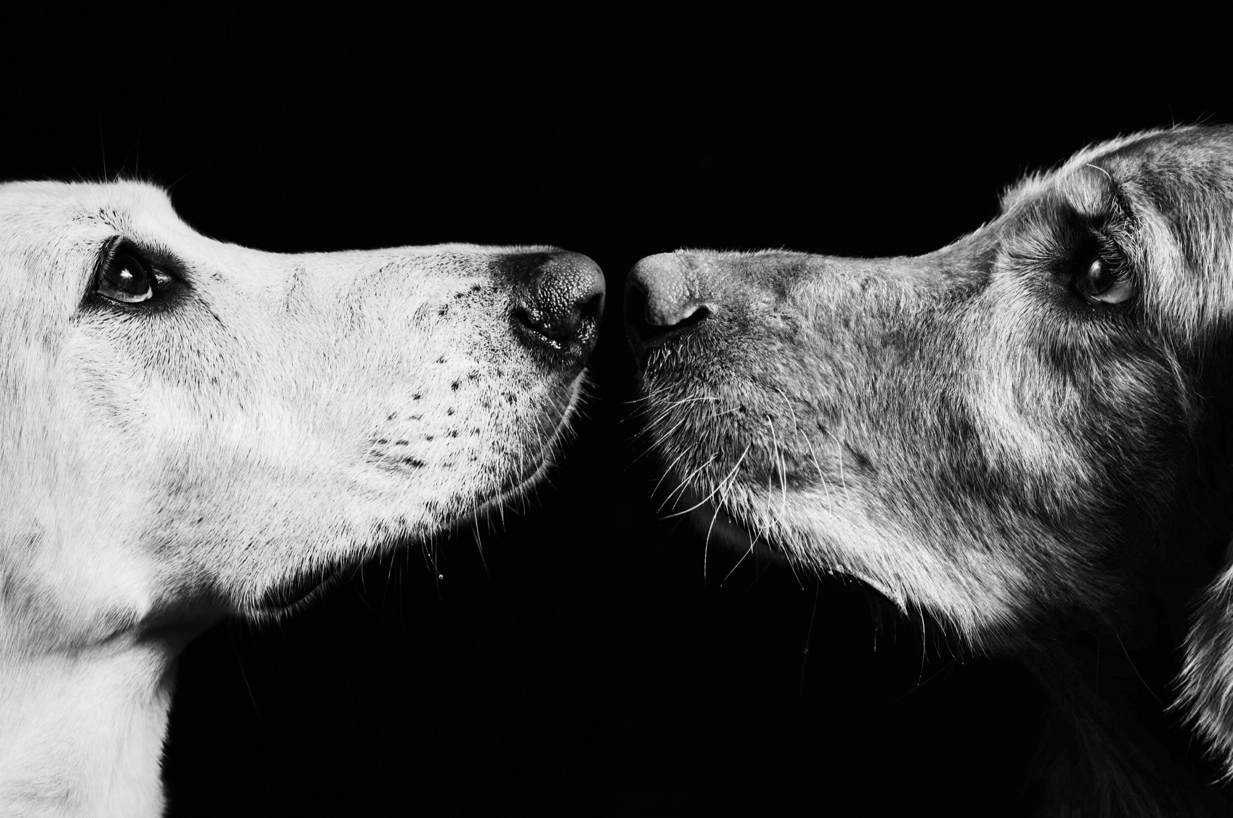 Luna and Simba — the inspiration behind Lunana Design Crafts